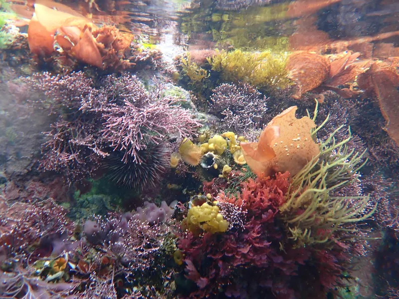 Discover the wonders of the Cape Kelp Forest Trail