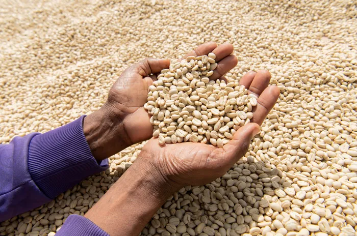FILE PHOTO: A worker displays washed and fermented coffee beans as they dry on coffee beds at the Tilamo cooperative of Shebedino district in Sidama