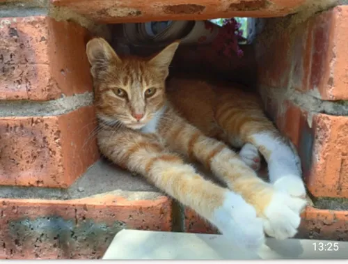 My mother used to sing a Tamil lullaby to me when I was small: 'Meow, meow, poona kutty'