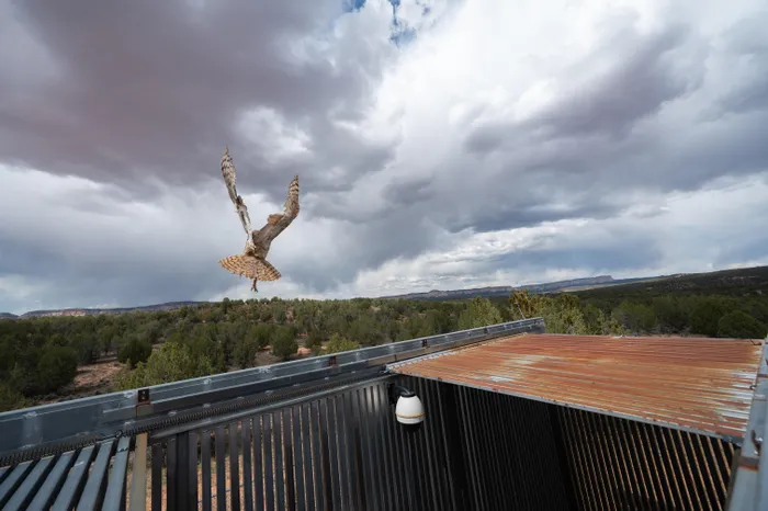 The owl flying into the wild. 