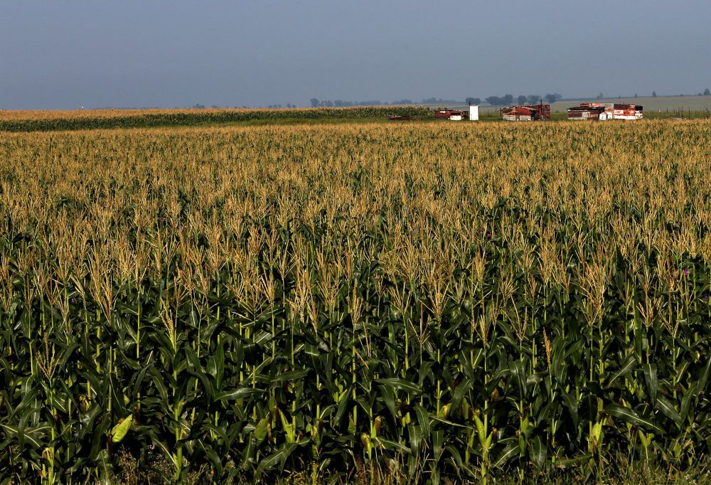 Delayed harvest raises concerns despite record maize crop forecast