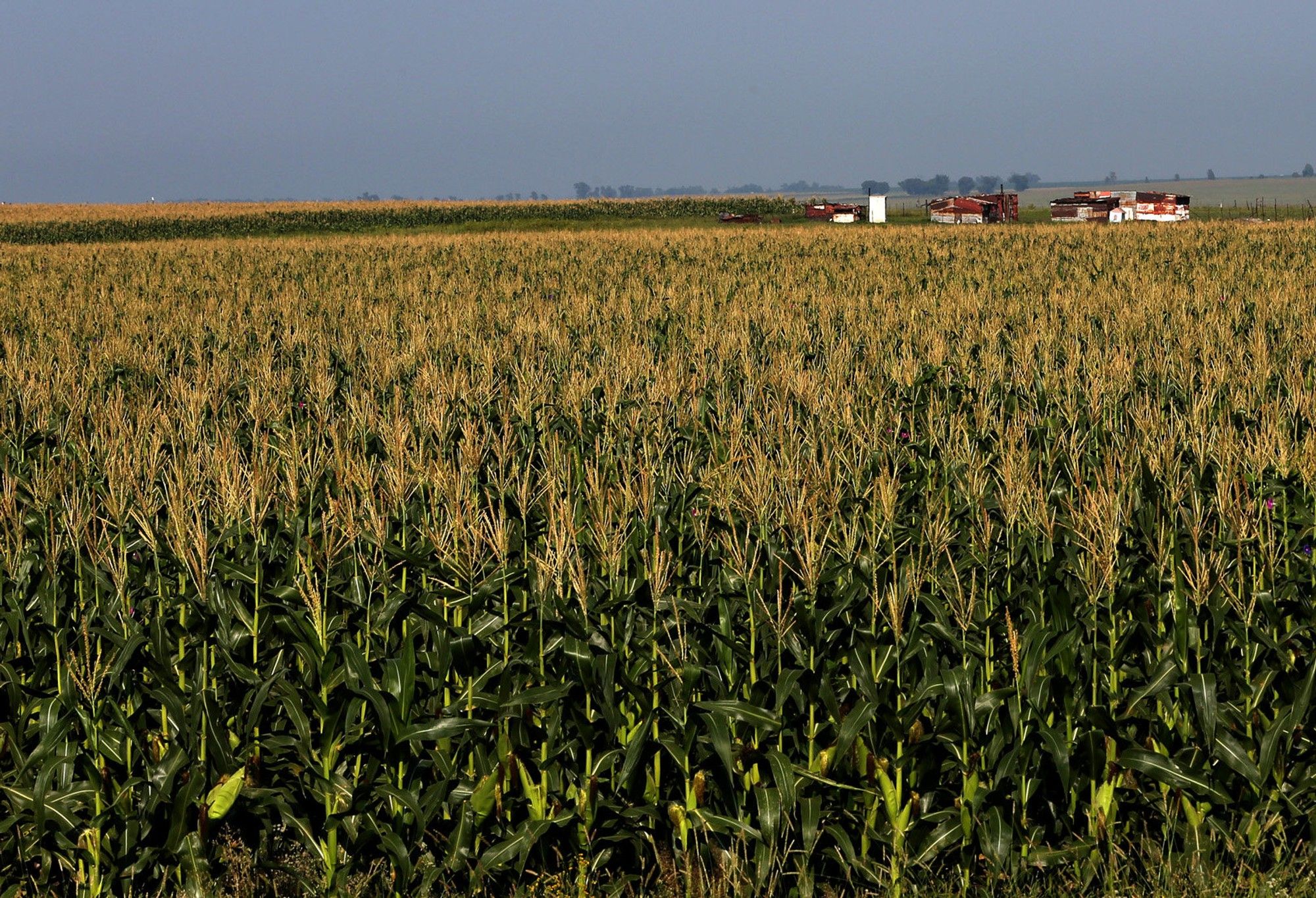 Steenhuisen welcomes Zimbabwe’s lifting of maize import ban