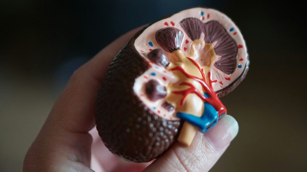 New study reveals how kidney disease increases heart-related risks