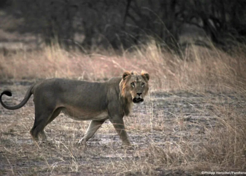 One animal attack can ruin a holiday, and they happen more often than you think