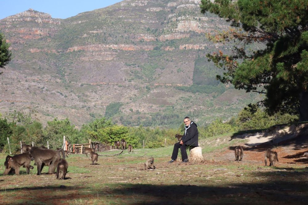 Play explores human-baboon interactions