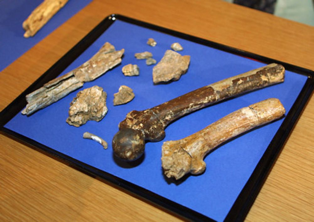 Study fills some evolution theory gaps