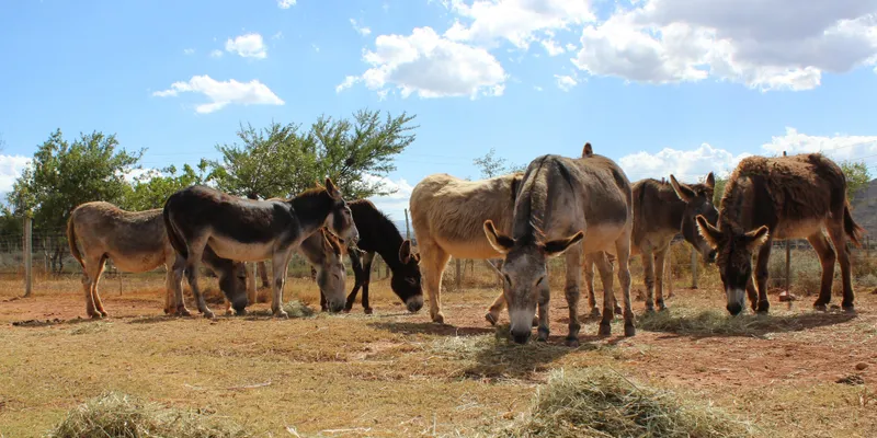 ! Kheis Farmers Association calls for responsible livestock management following donkey-related crash