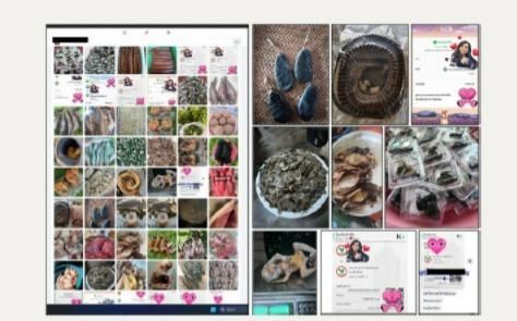 South Africa flagged as Facebook exposed as global hub for illegal wildlife trade