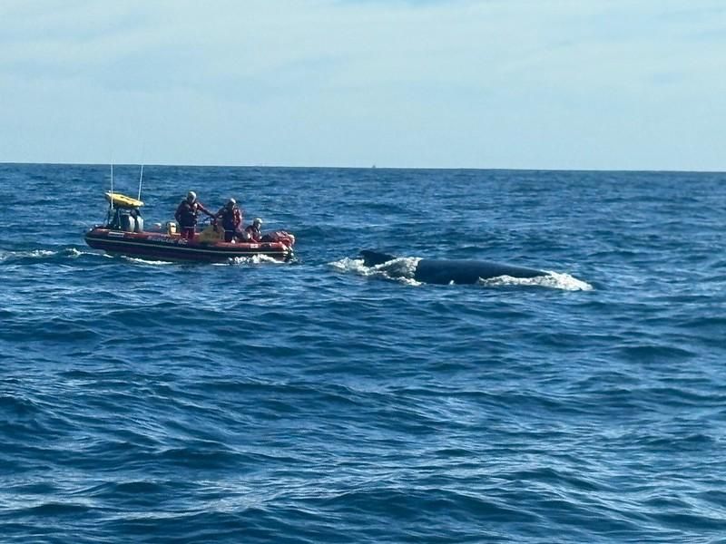 Humpback whale freed from fishing rope in dramatic rescue