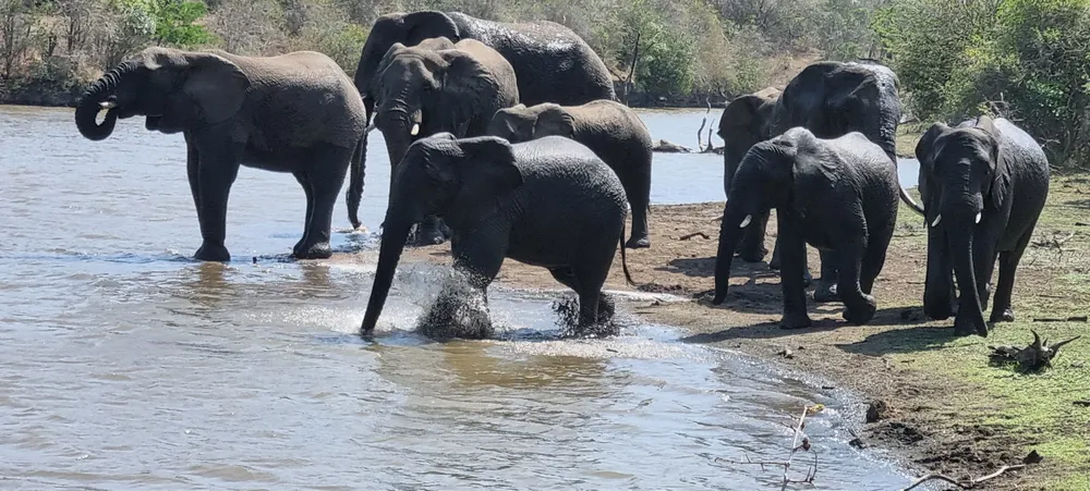 IZINDLOVU ezitholakala esiqiwini iThula Thula Game Reserve     Isithombe: BONGIWE ZUMA