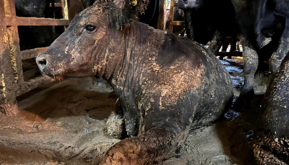 ‘MPs think animal cruelty is fine if it generates profits’ - rights group hits out at proposed live export laws