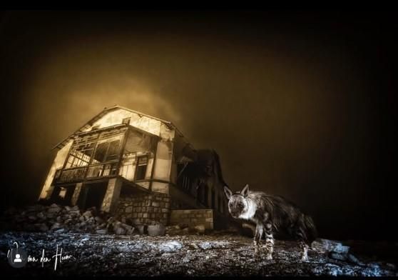 South African photographer wins 'International Wildlife Photographer of the year'