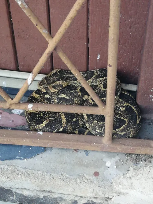 Puff Adder captured in Redcliffe: Local resident takes swift action
