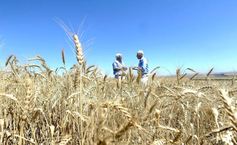 African agriculture needs a data revolution to fast-track its transformation