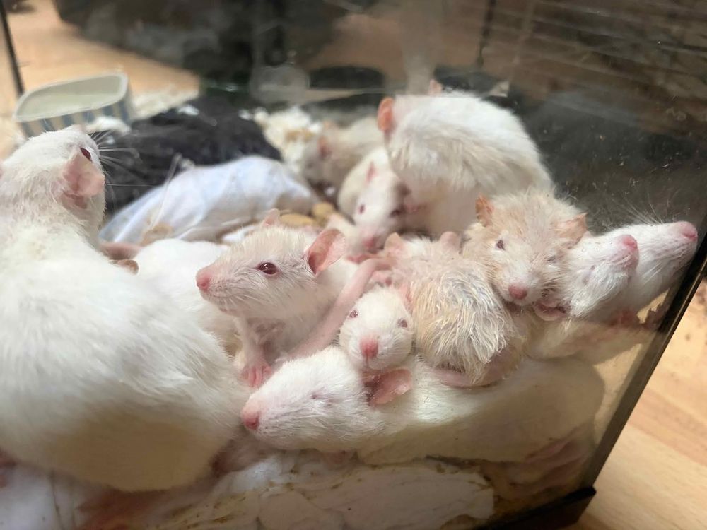 Rescuers saved 450 pet rats. Now they’re trying to get people to adopt them