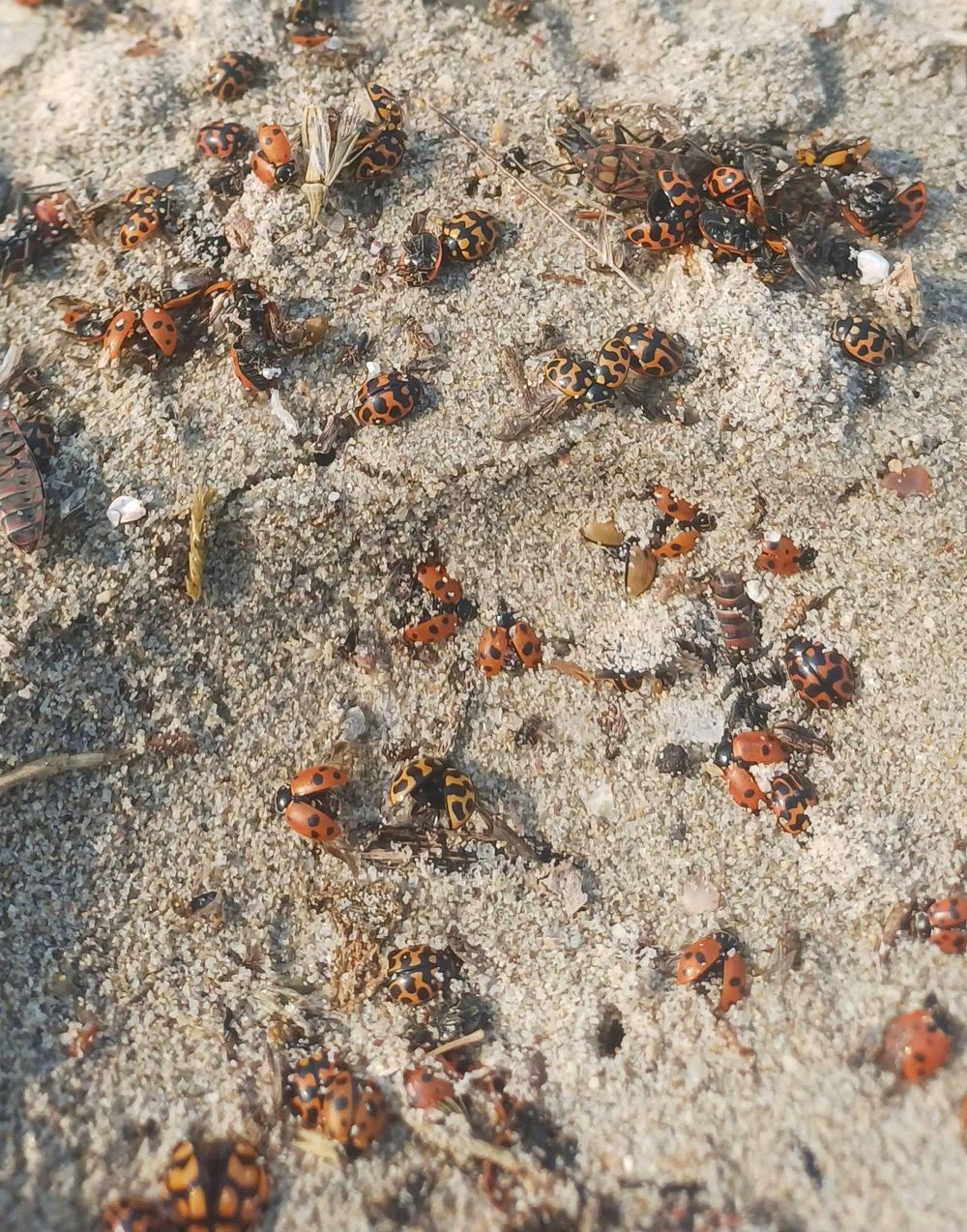 Beachgoers stunned as thousands of ladybirds wash up along Western Cape coast - IOL