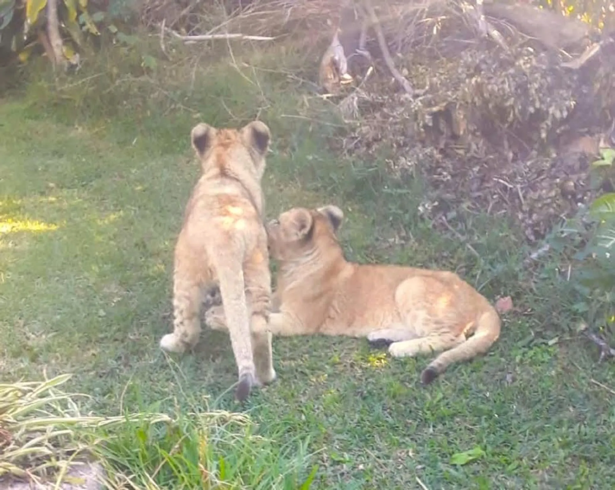 Domestic worker who spotted Westville lion cubs thought they were dogs - Vimarsana News