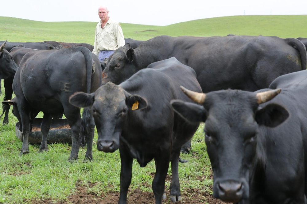 South Africa receives record 3.5 million foot-and-mouth disease vaccine doses