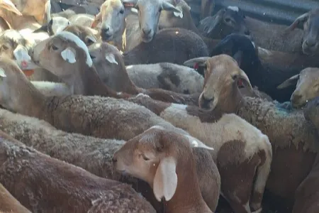Upington police recover R200,000 worth of stolen sheep, arrest two suspects