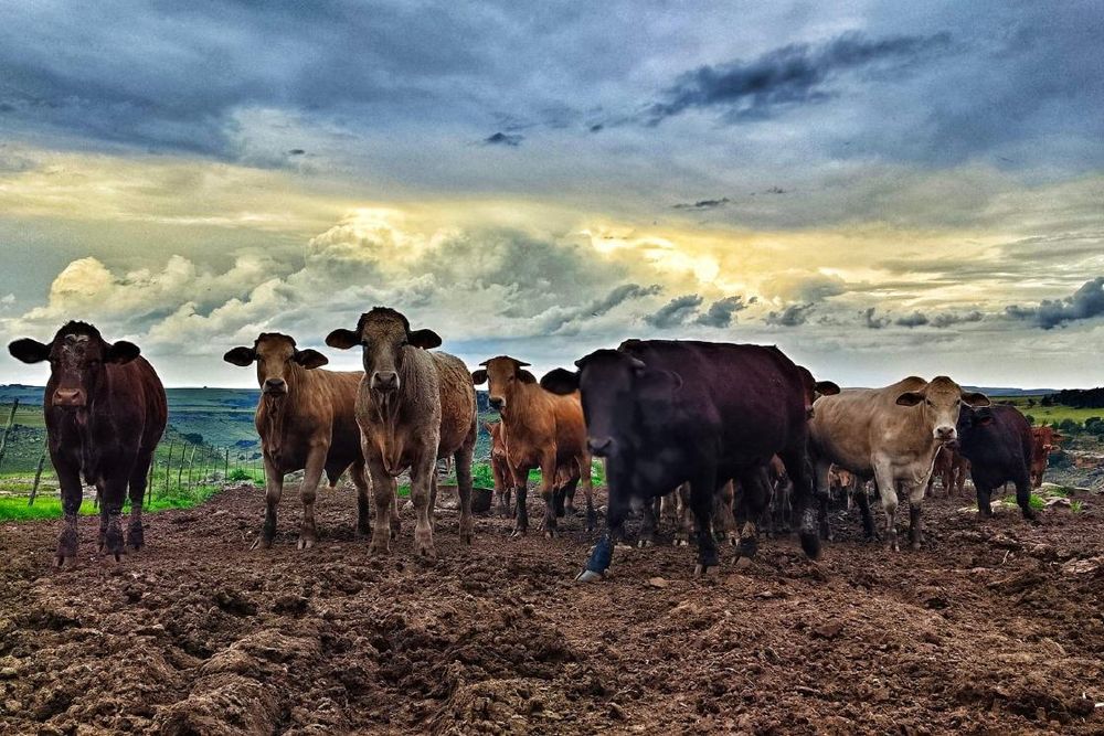 Department of Agriculture faces backlash over Foot-and-Mouth disease response