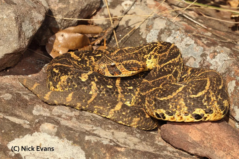 A male puff adder.