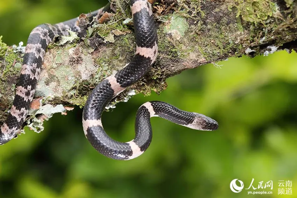 Lycodon fasciatus at Gaoligong Mountain in southwest China’s Yunnan province. (Photo courtesy of the management bureau of the Gaoligong Mountain National Nature Reserve in Yunnan)
