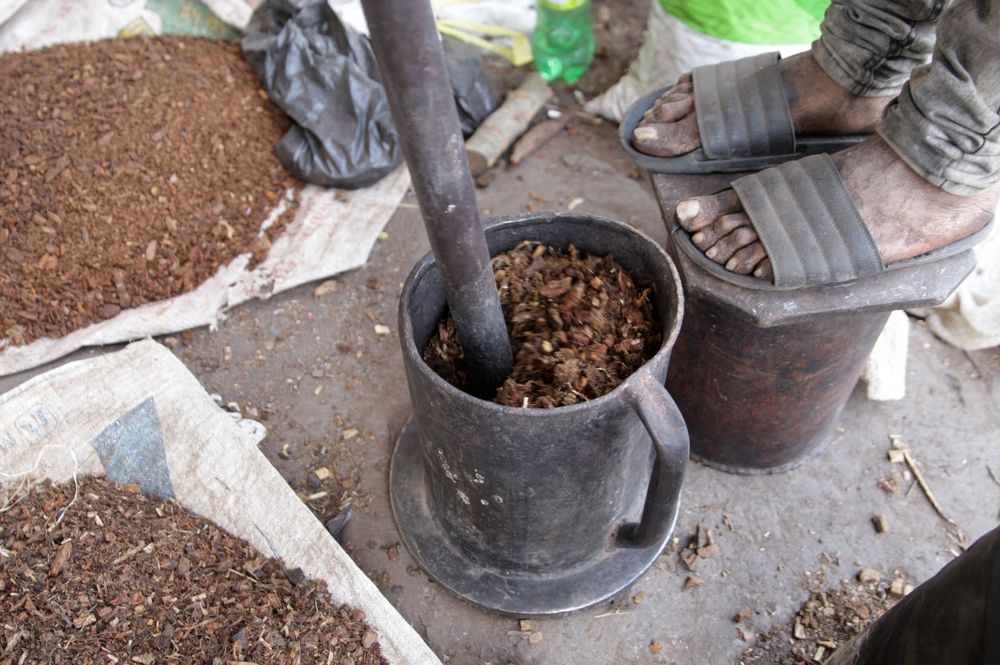 Traditional African tree shows promise as complementary diabetes treatment