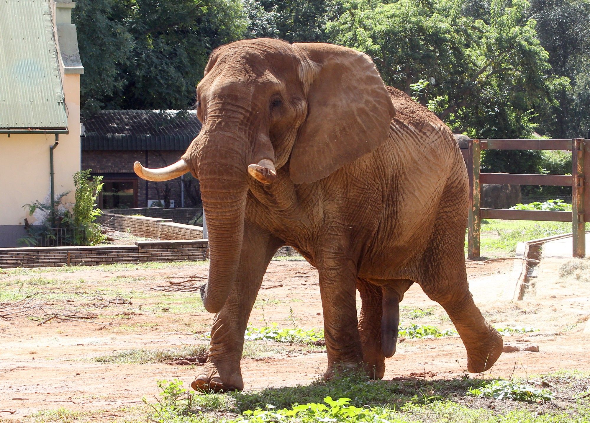 Pretoria zoo's Elephant Charlie, 42, free at last