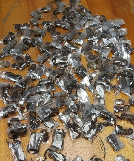 Authorities nab man with 150 live venomous scorpions at airport