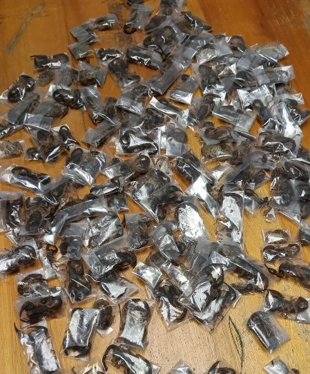 Man arrested at Cape Town airport with 150 live venomous scorpions