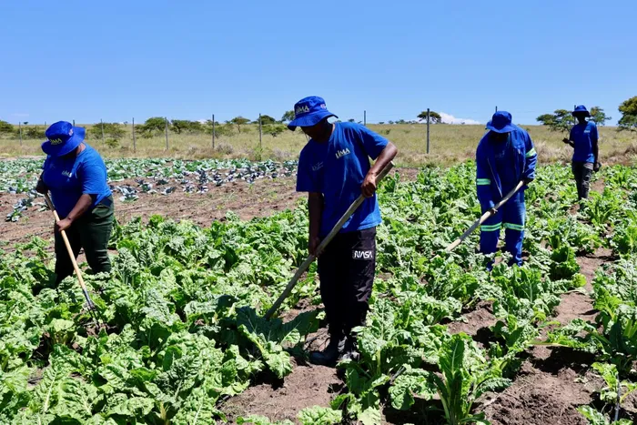 A partnership between EDF Power Solutions South Africa and the LIMA Rural Development Foundation is helping vulnerable Eastern Cape communities improve food security, create jobs and grow small businesses through sustainable rural development.