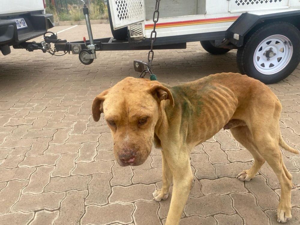 NSPCA criticises suspended sentences in Britstown dog-cruelty case - IOL