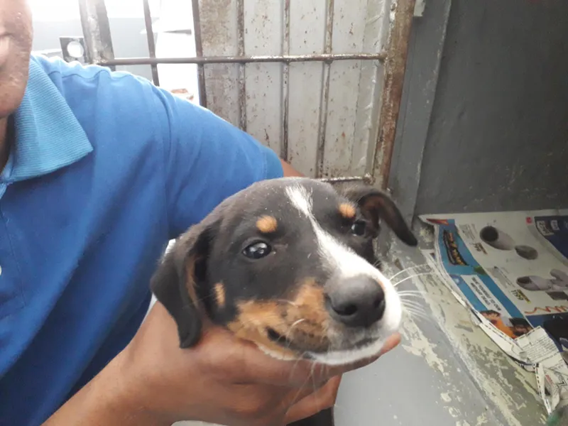 Help the SPCA: Donate your old newspapers for animal care