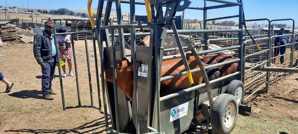 Western Cape begins foot-and-mouth disease vaccine rollout days after national disaster declaration
