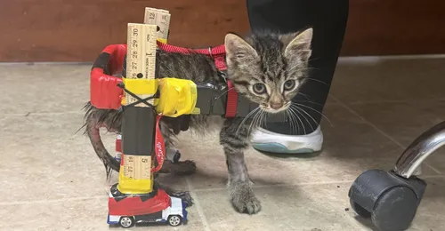 This injured kitten gets around on a wheelchair made of toy cars