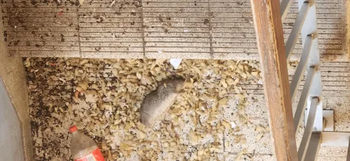 LOOK | Rats, rubble and rot grip police accommodation in Nelson Mandela Bay