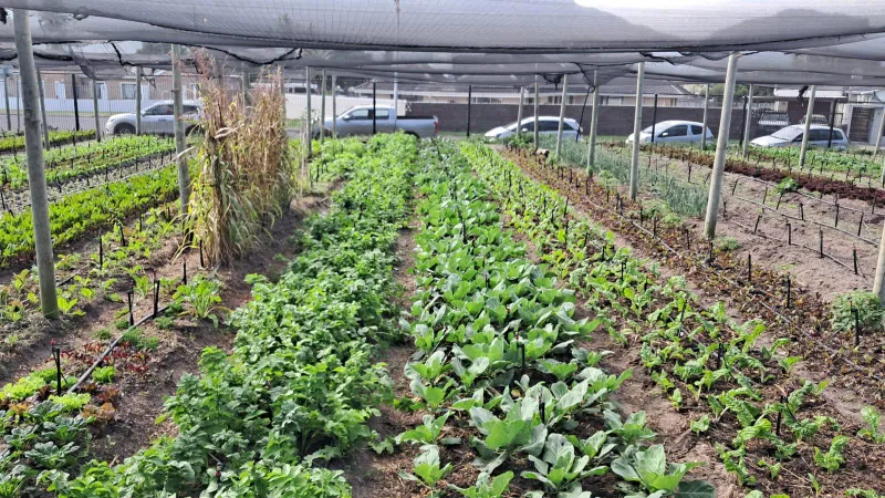 Global farm incomes seen rising by 9% by 2035, but risks cloud outlook for South Africa