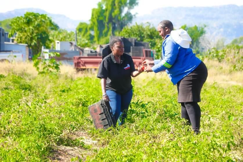 Limpopo women farmers grow thriving businesses and create jobs through agriculture