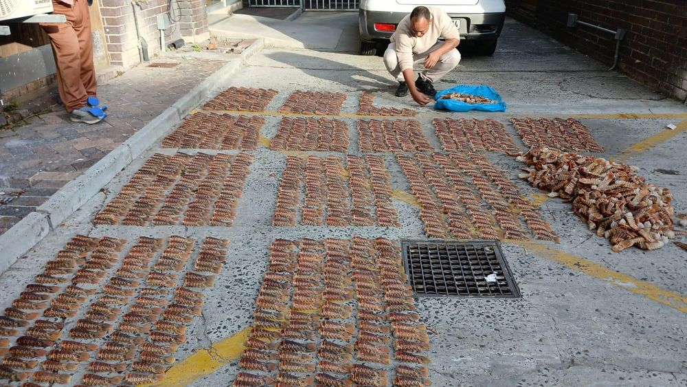 Cape Town's law enforcement seizes nearly 2,000 poached lobster tails in a routine intervention