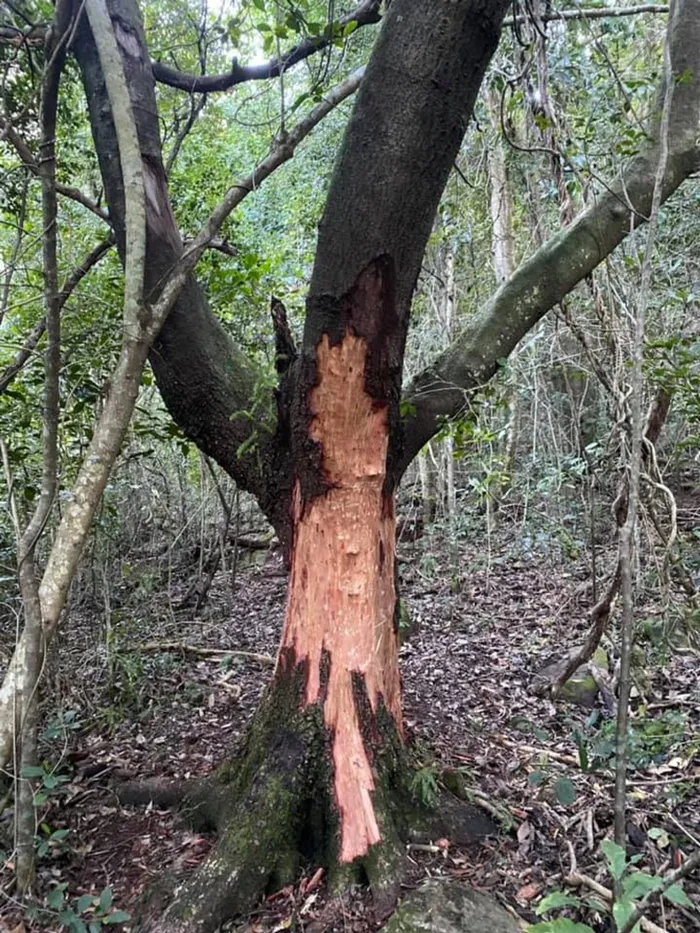 Newlands Forest tree stripped of its bark. Pictures Supplied