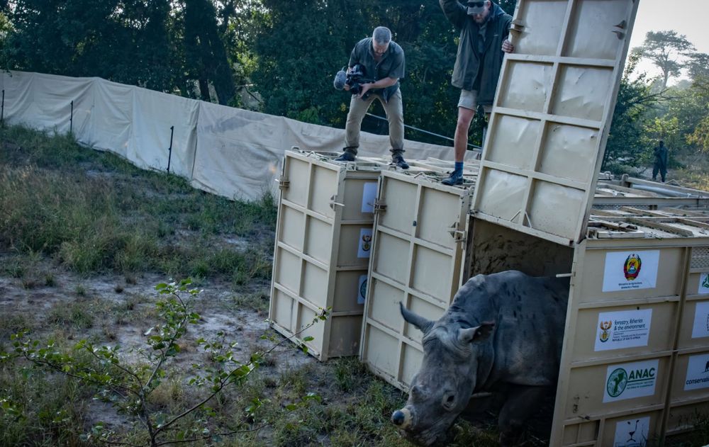 WATCH | Nine white rhinos arrive in Mozambique