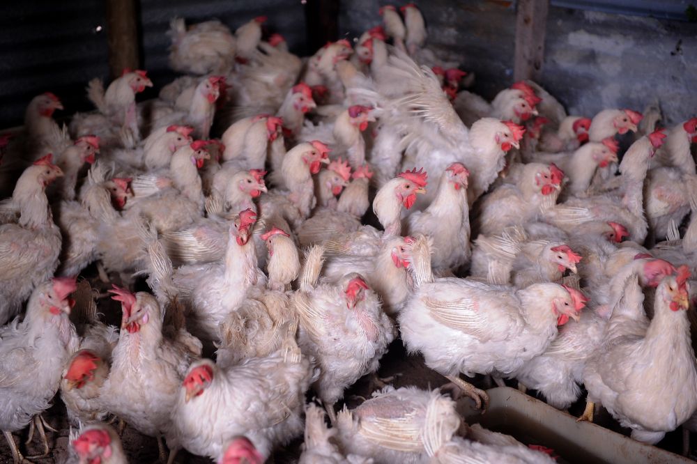 Merlog Foods warns SA poultry supply crisis could worsen despite lifted ...