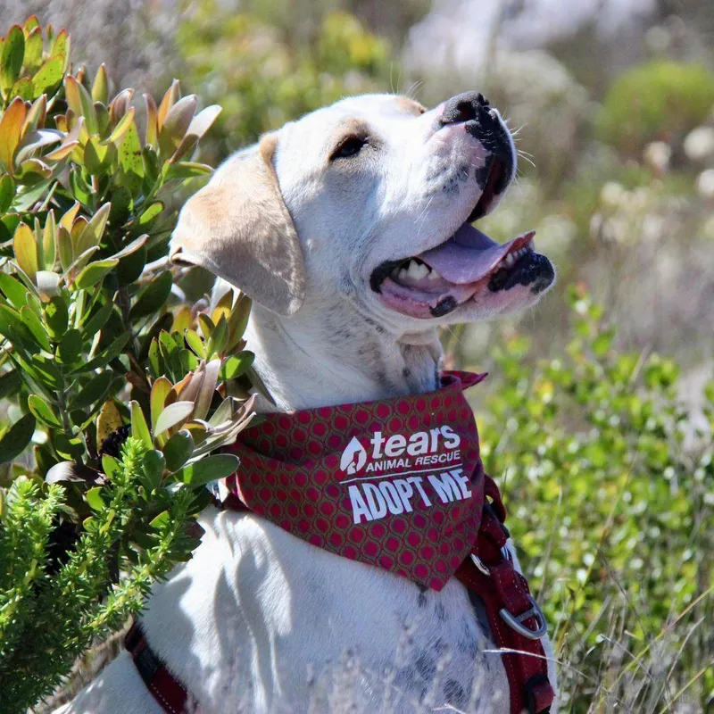 Tears enters 2026 focused on adoptions, care and prevention