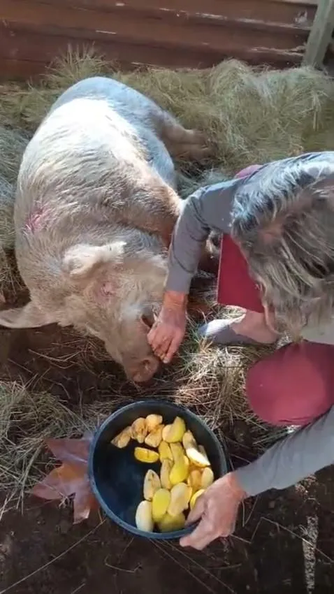 Nunu, the pig that was attacked and shot, is recovering at a private animal sanctuary