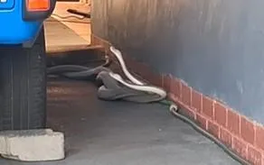 Durban’s Nick Evans explains rare Black Mambas wrestling video